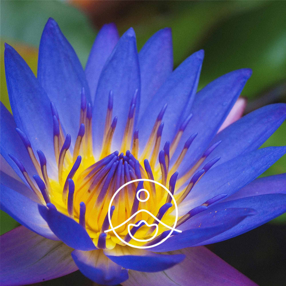 Blue Lotus Absolute 